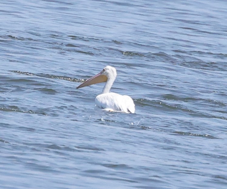 American White Pelican - ML620417883