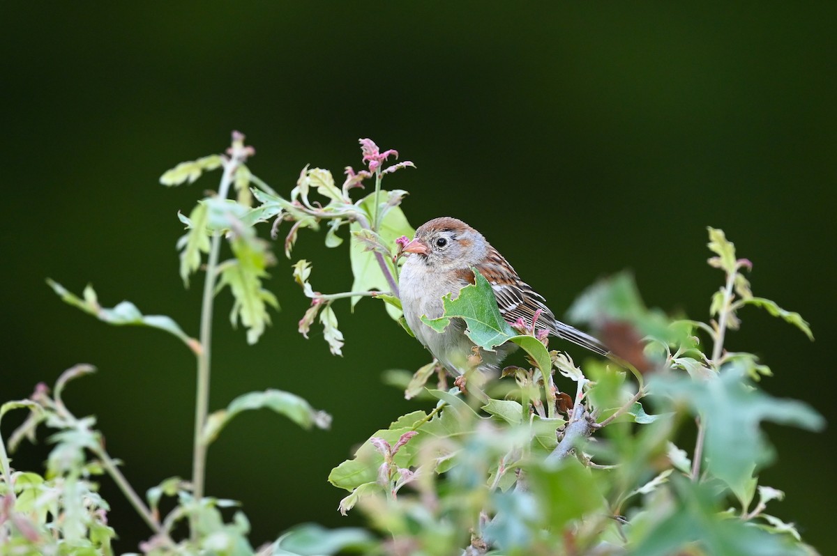 Field Sparrow - Dan O'Brien