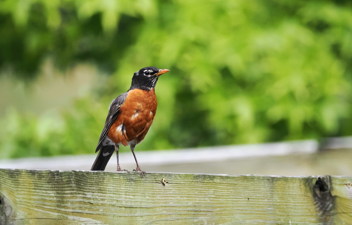 American Robin - ML620417895