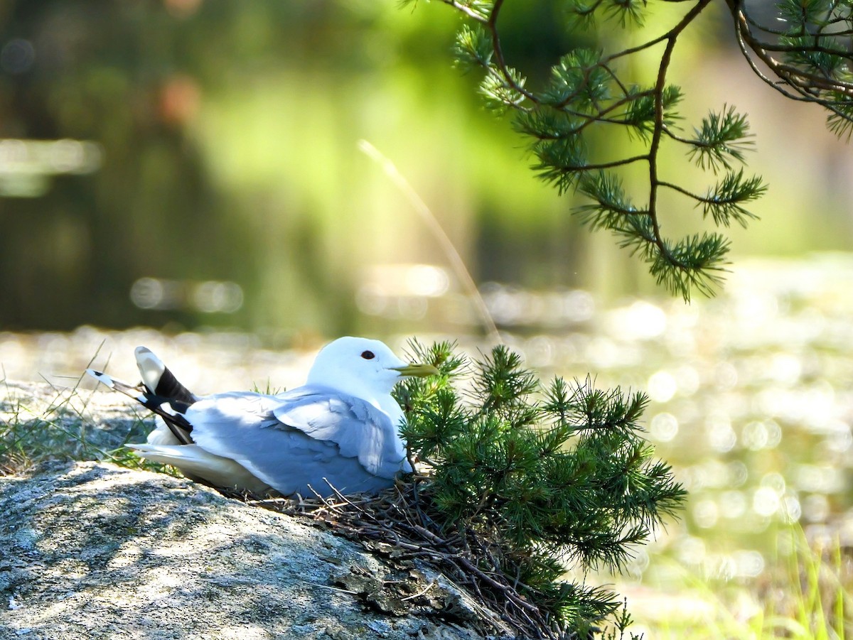 Common Gull - ML620417907