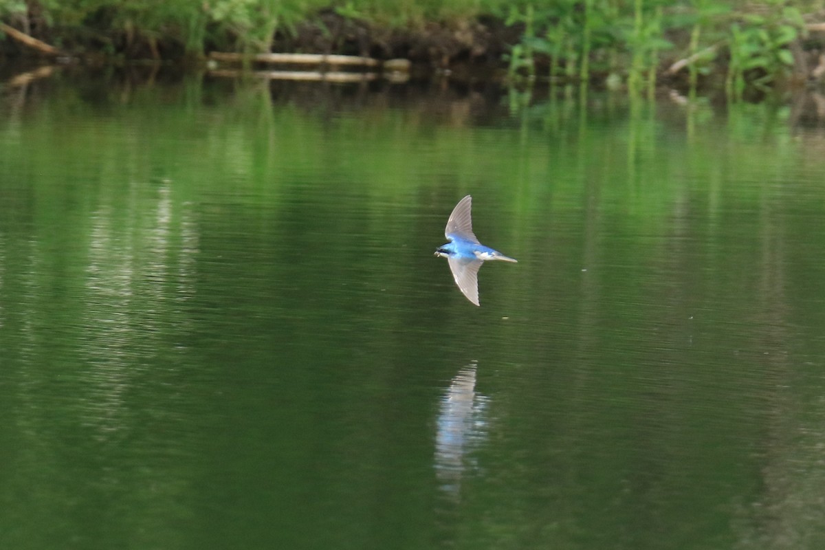 Tree Swallow - ML620417914