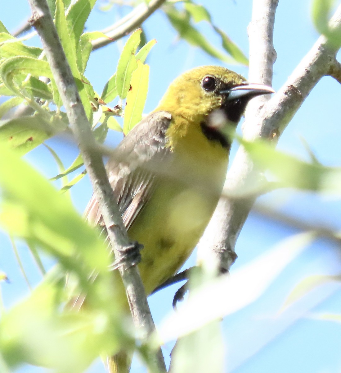 Oriole masqué - ML620417920