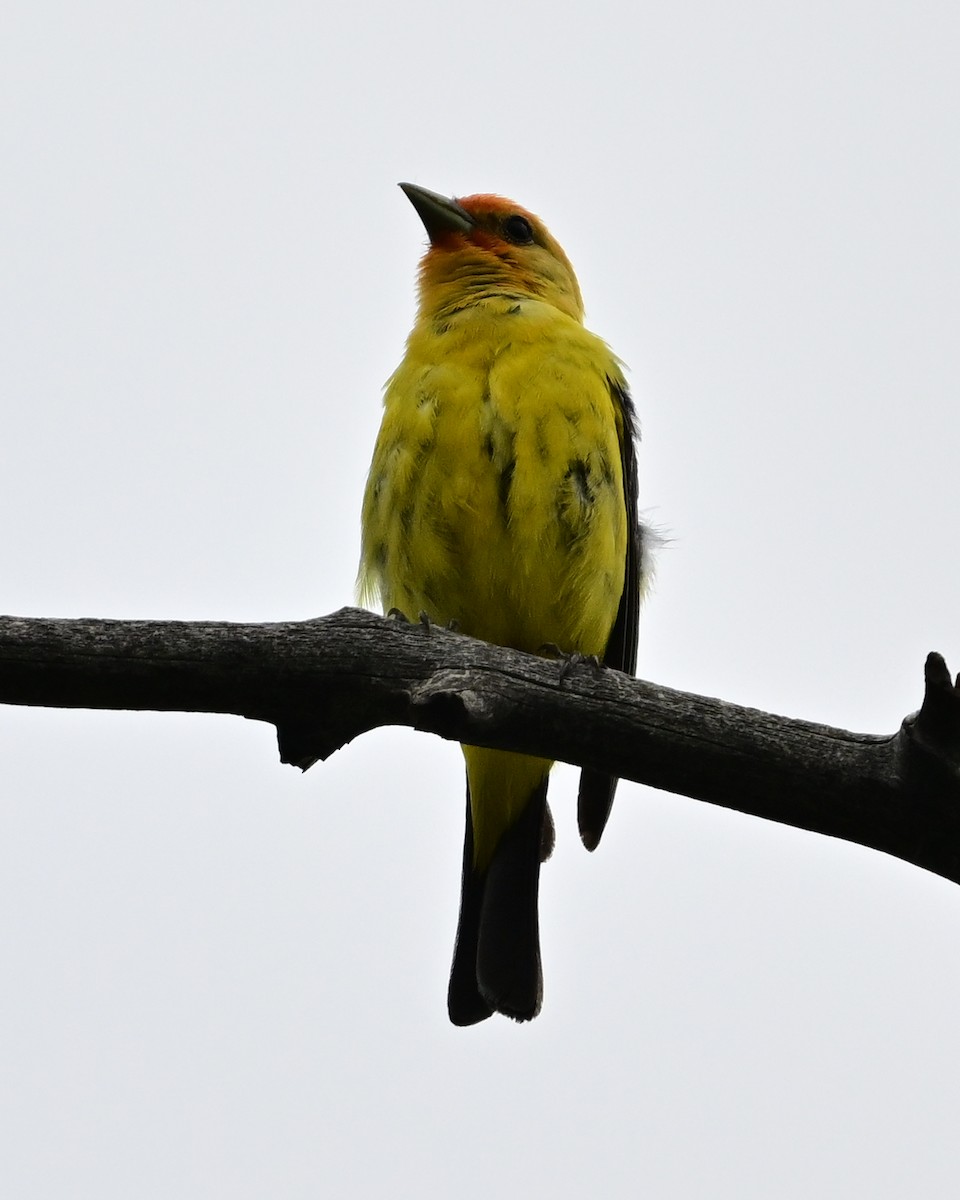 Western Tanager - ML620417926