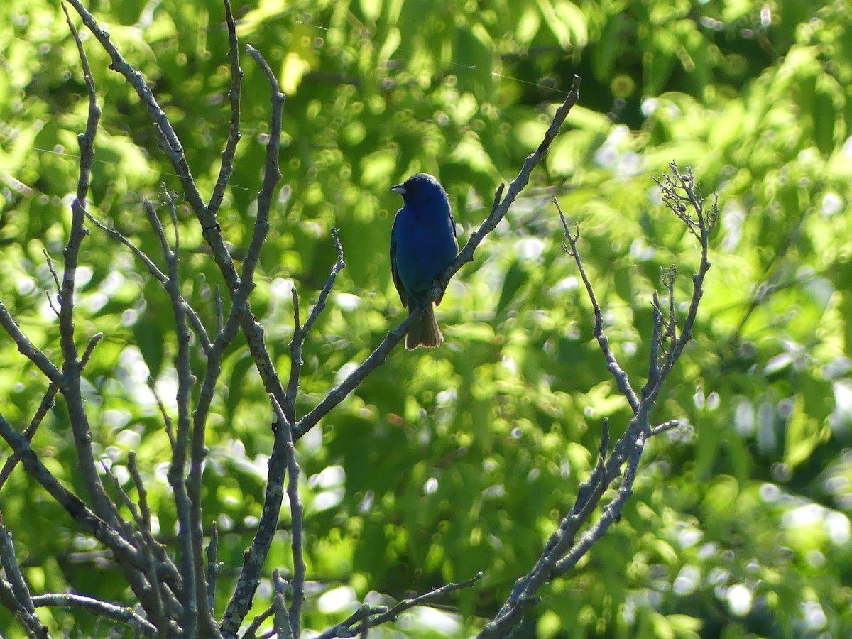 Indigo Bunting - ML620417936