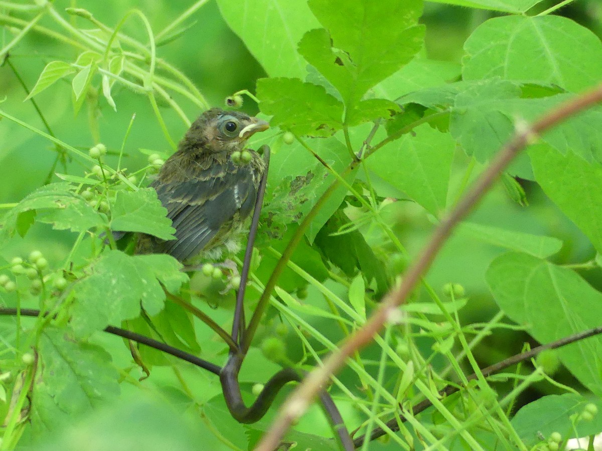 Indigo Bunting - ML620417939