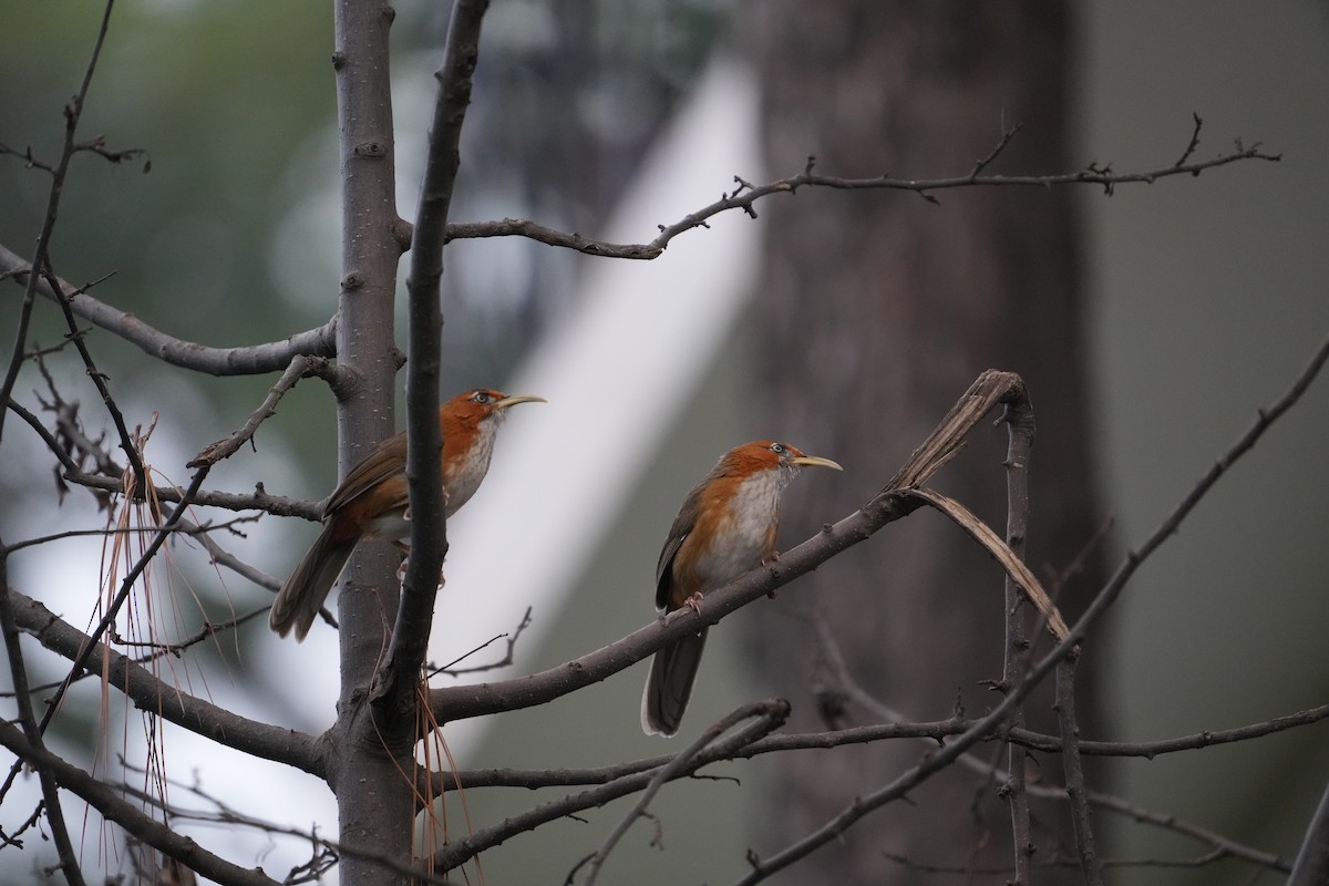 Rusty-cheeked Scimitar-Babbler - ML620417945