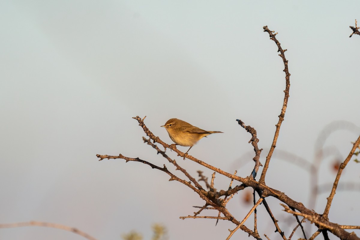 Common Chiffchaff - ML620417949