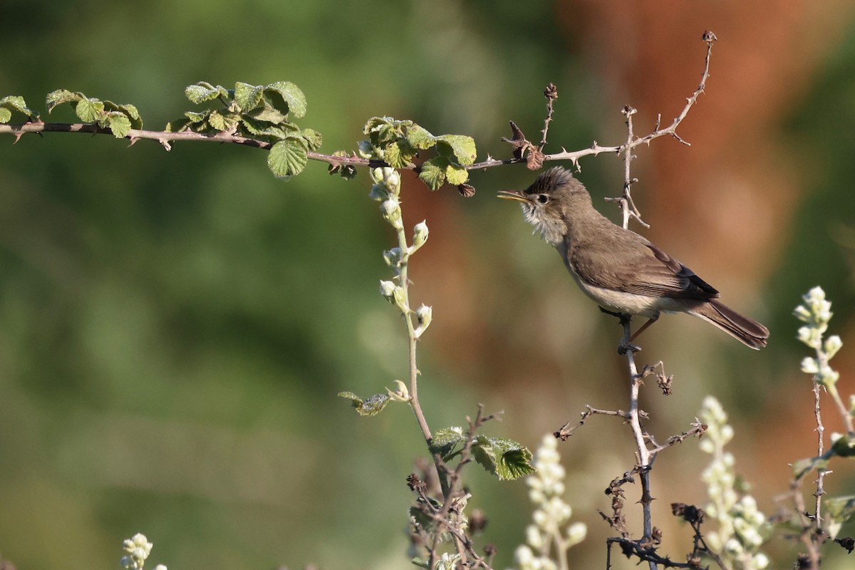 Eastern Olivaceous Warbler - ML620417959