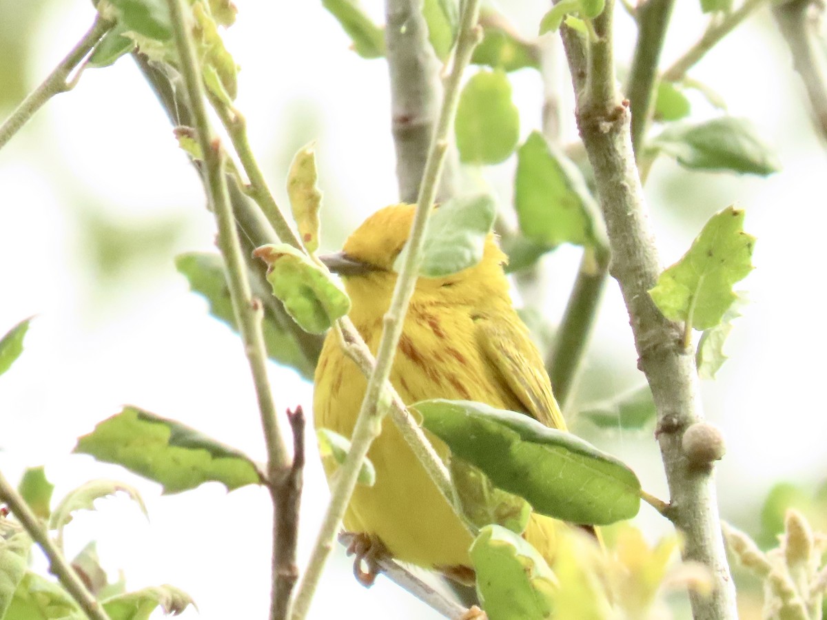 Yellow Warbler - ML620417967