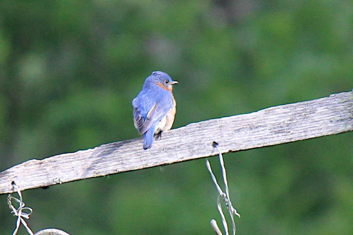 Eastern Bluebird - ML620417979