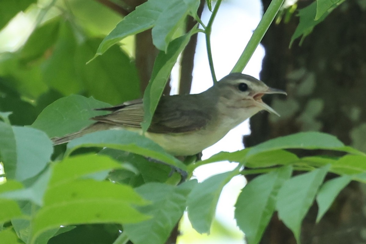 Warbling Vireo - ML620417980