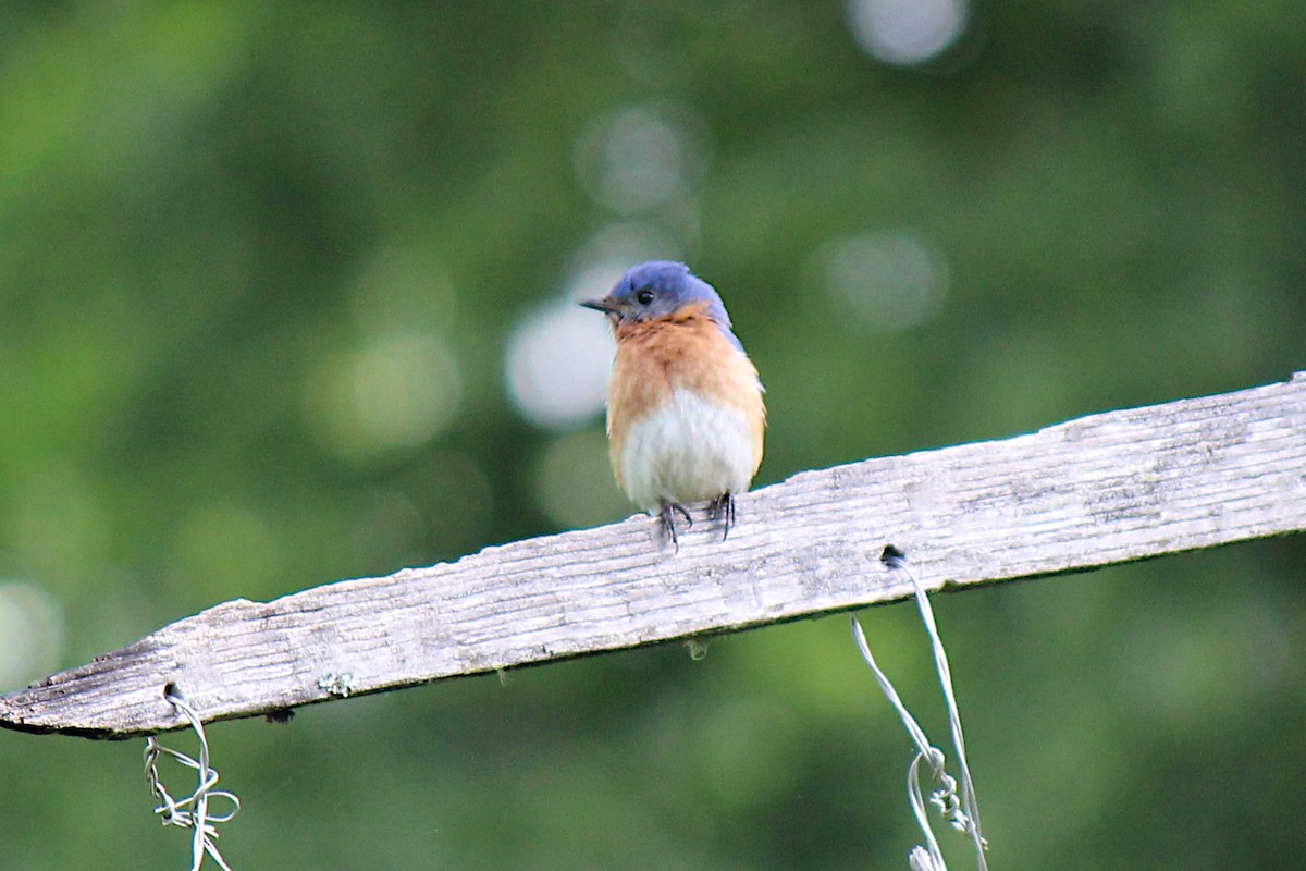 Eastern Bluebird - ML620417981