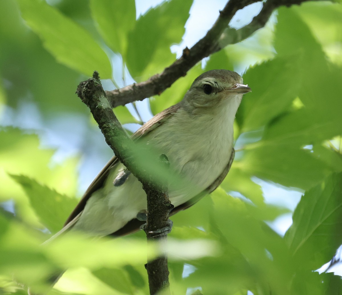 Warbling Vireo - ML620417982