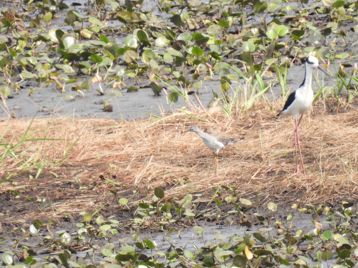 Lesser Yellowlegs - ML620417989