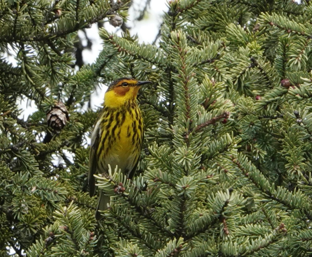 Cape May Warbler - ML620417992