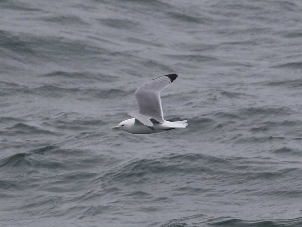 Black-legged Kittiwake - ML620417996