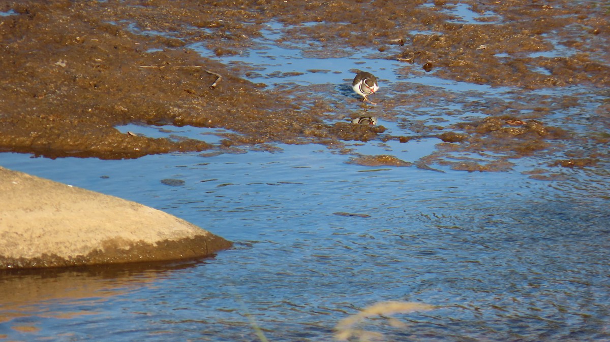 Three-banded Plover (African) - ML620417997