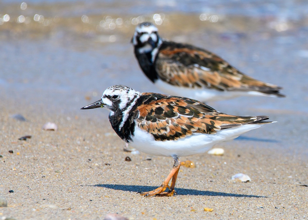 Ruddy Turnstone - ML620418002