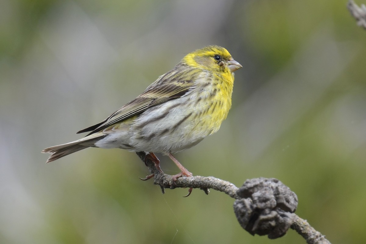 European Serin - ML620418004