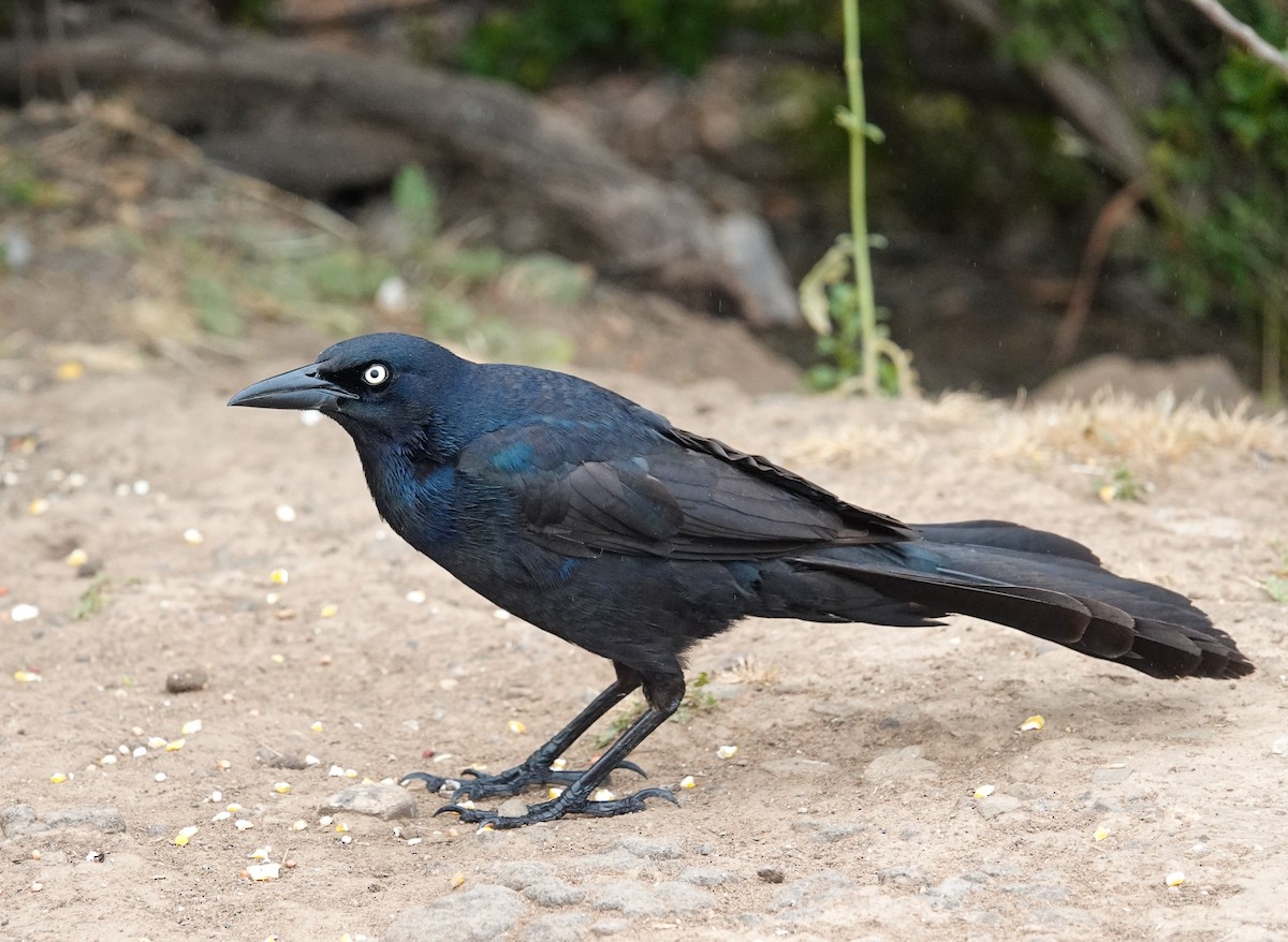 Great-tailed Grackle - ML620418006