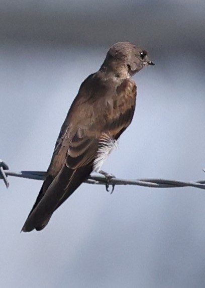 Northern Rough-winged Swallow - ML620418007