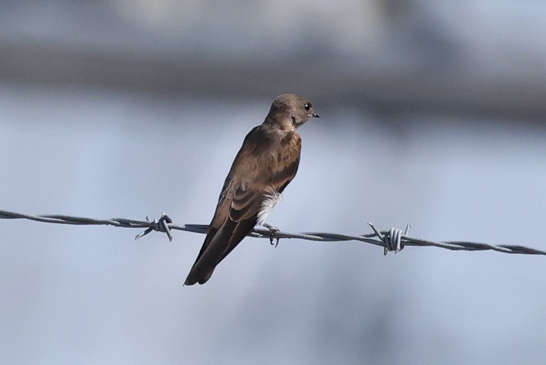 Northern Rough-winged Swallow - ML620418008