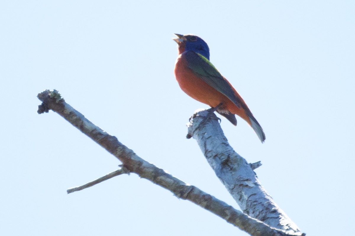 Painted Bunting - ML620418012