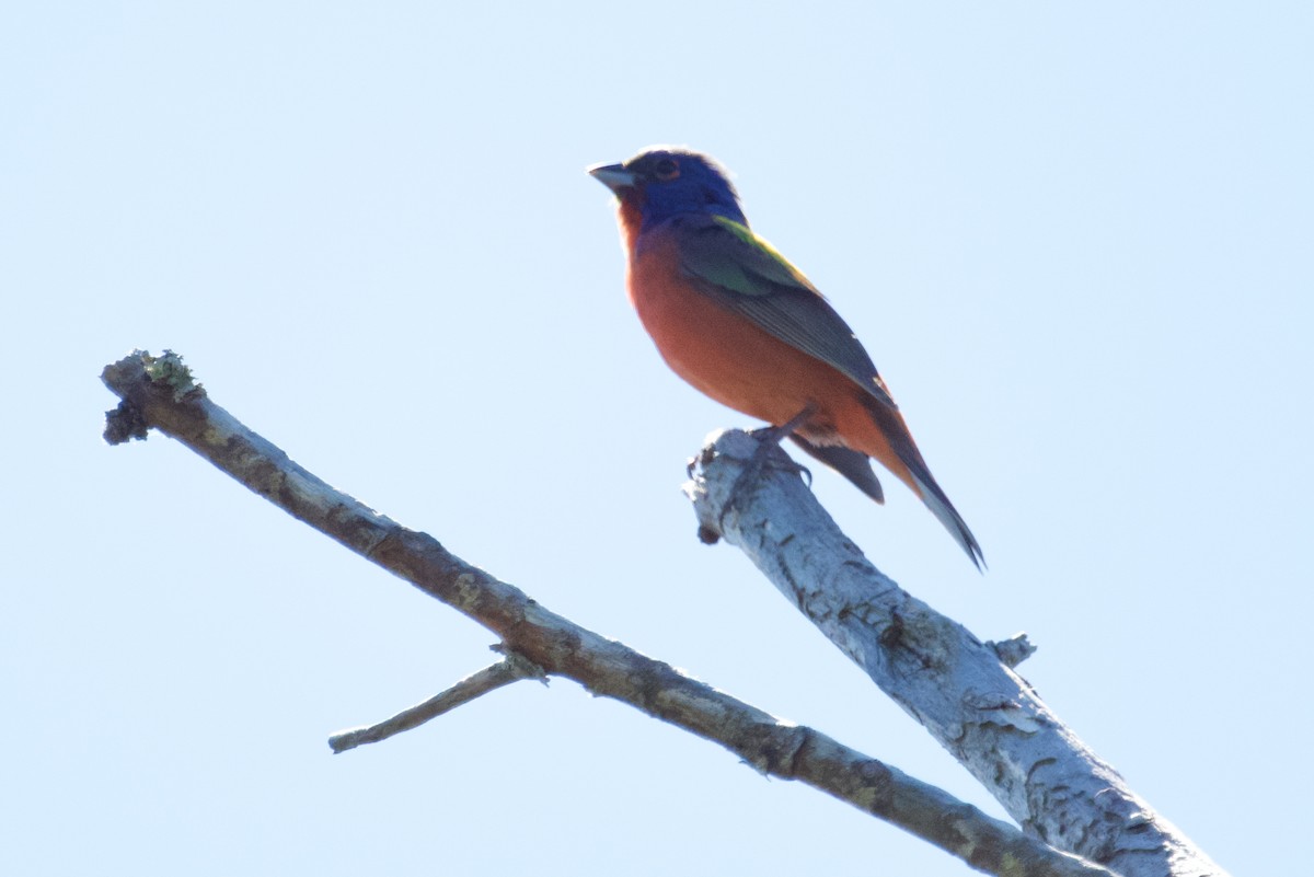Painted Bunting - ML620418013