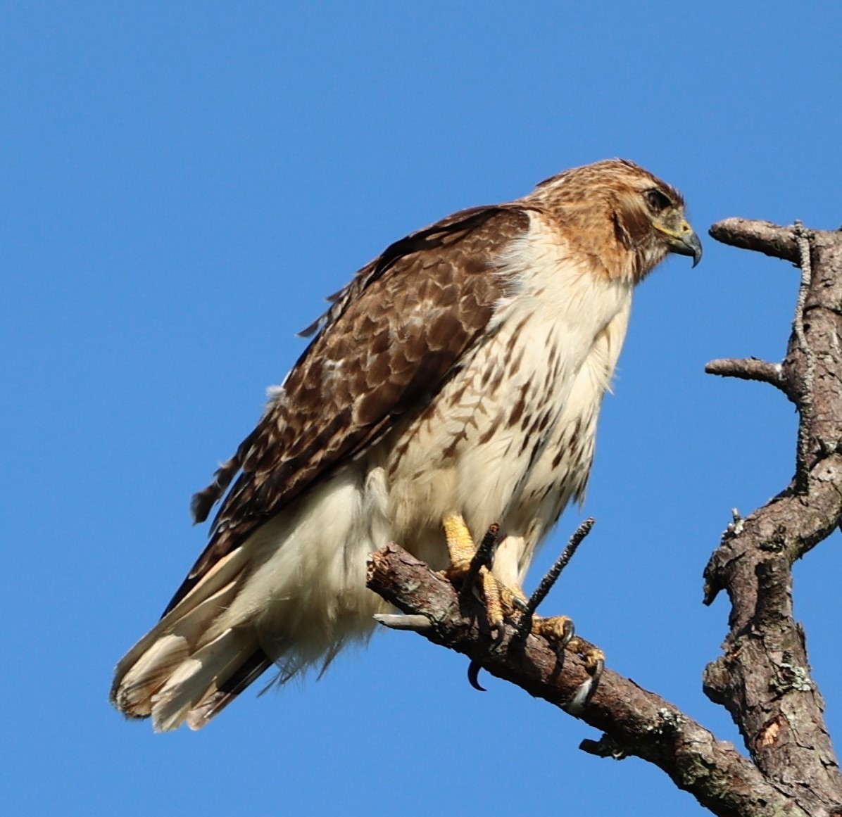 Red-tailed Hawk - ML620418019