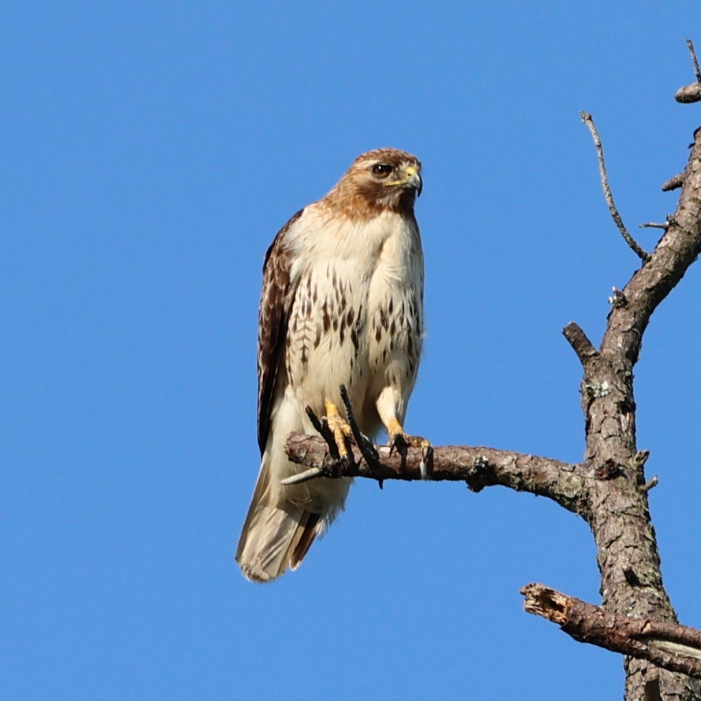 Red-tailed Hawk - ML620418020