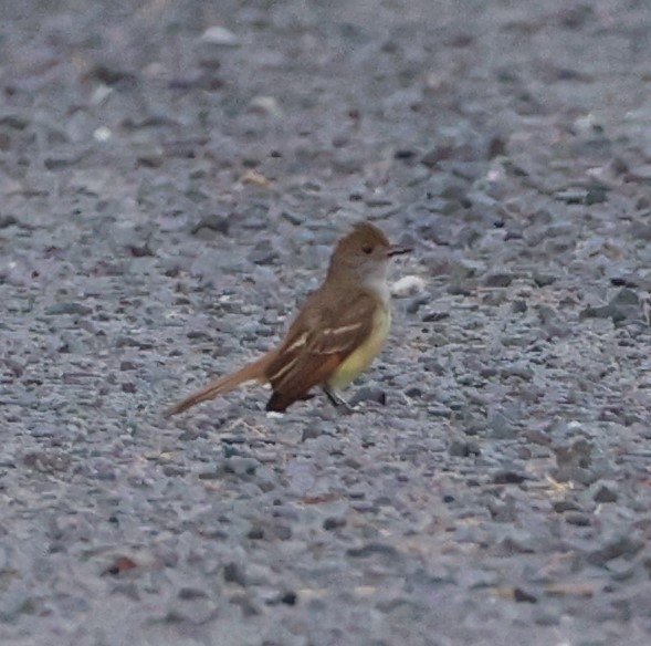 Great Crested Flycatcher - ML620418027