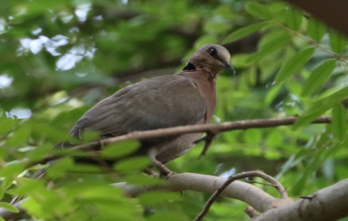 Red-eyed Dove - ML620418036