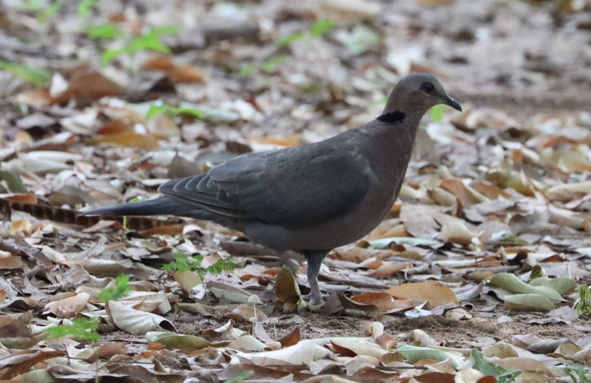 Red-eyed Dove - ML620418037