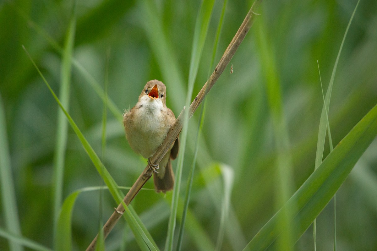 Common Reed Warbler (Common) - ML620418039