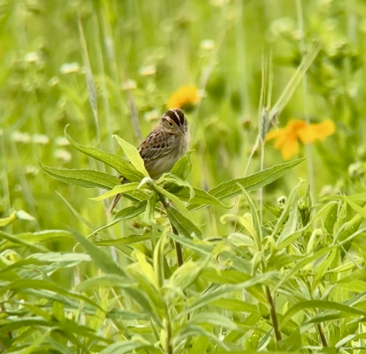 Grasshopper Sparrow - ML620418041