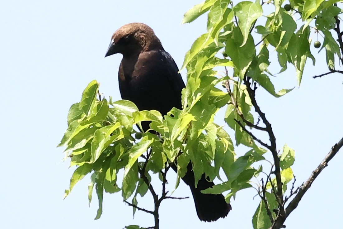 Brown-headed Cowbird - ML620418045