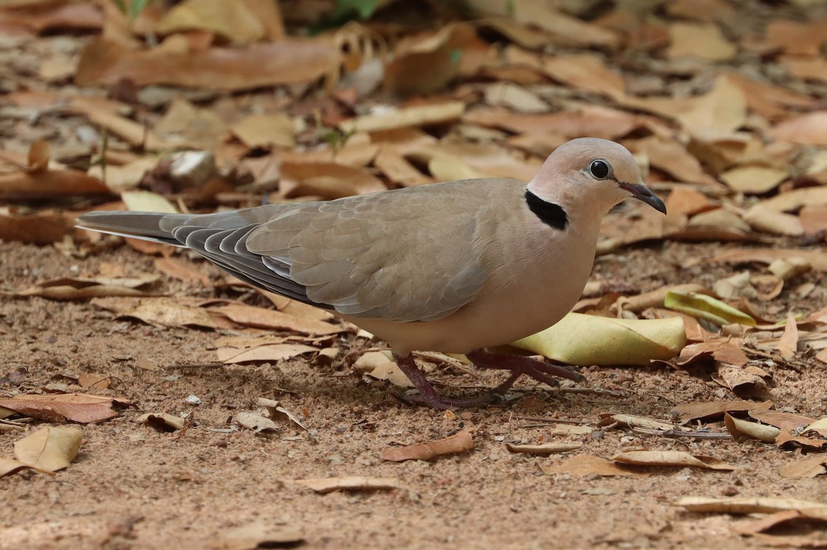 Vinaceous Dove - ML620418046