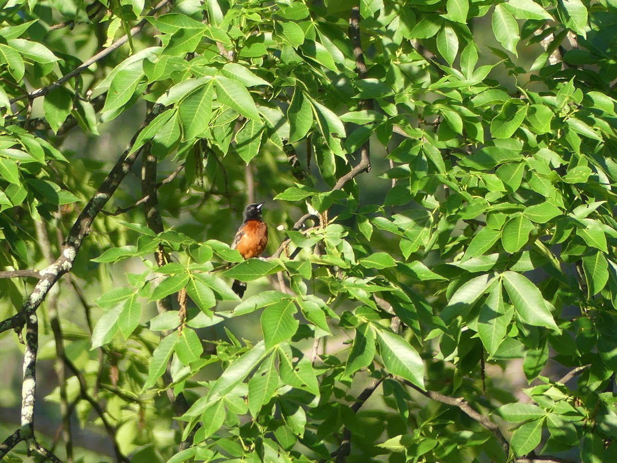 Orchard Oriole - ML620418047