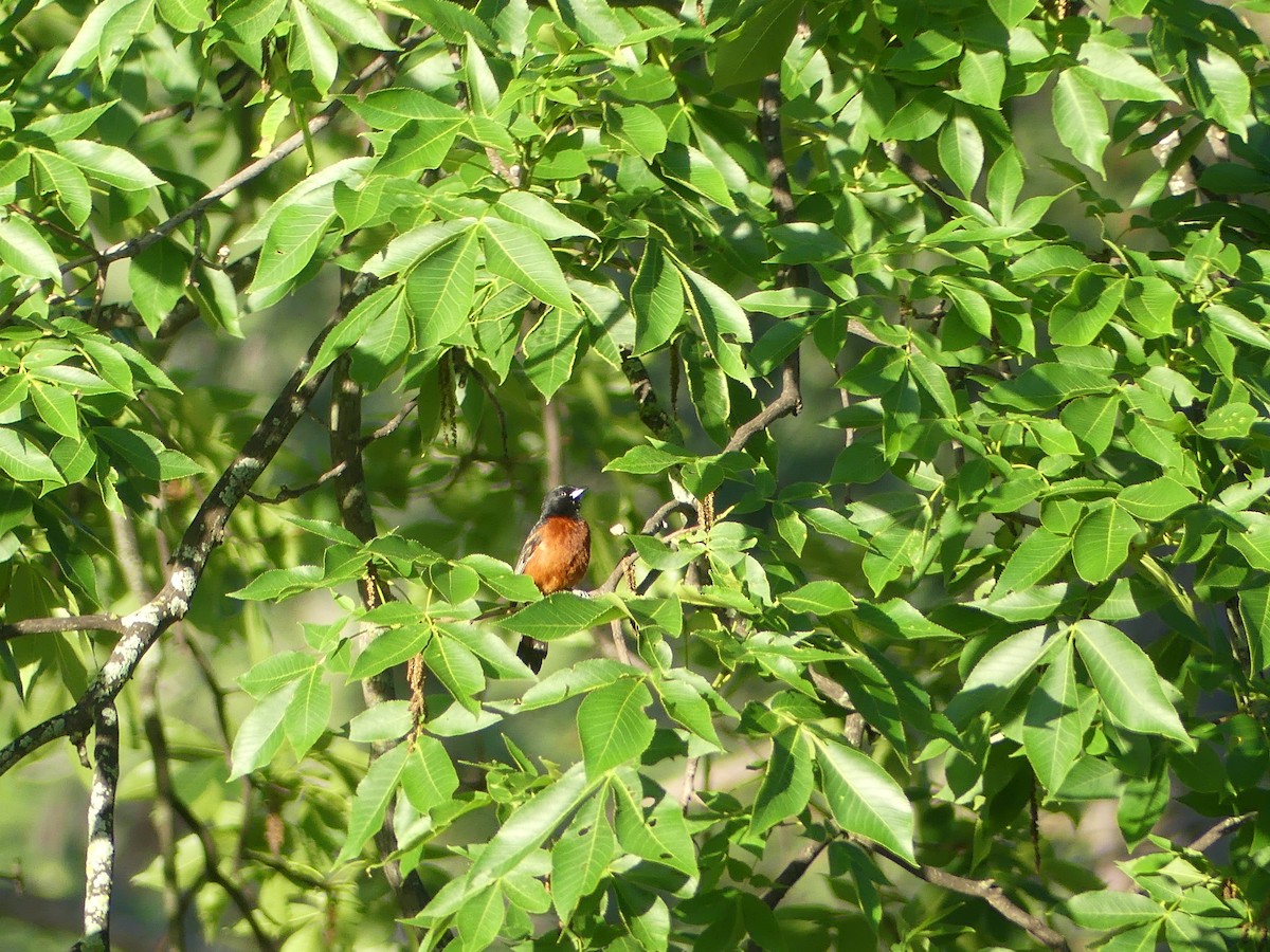 Orchard Oriole - ML620418048