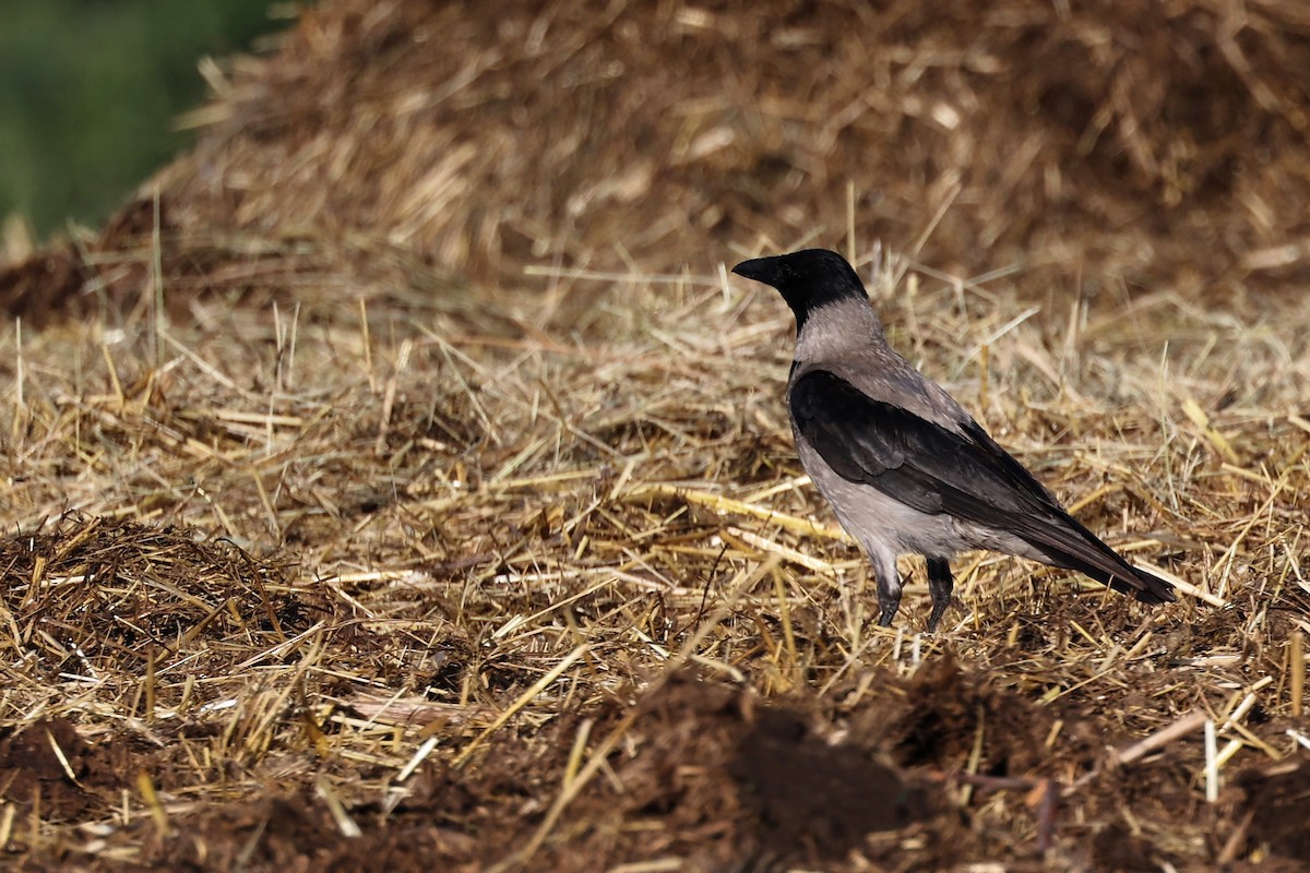 Hooded Crow - ML620418051