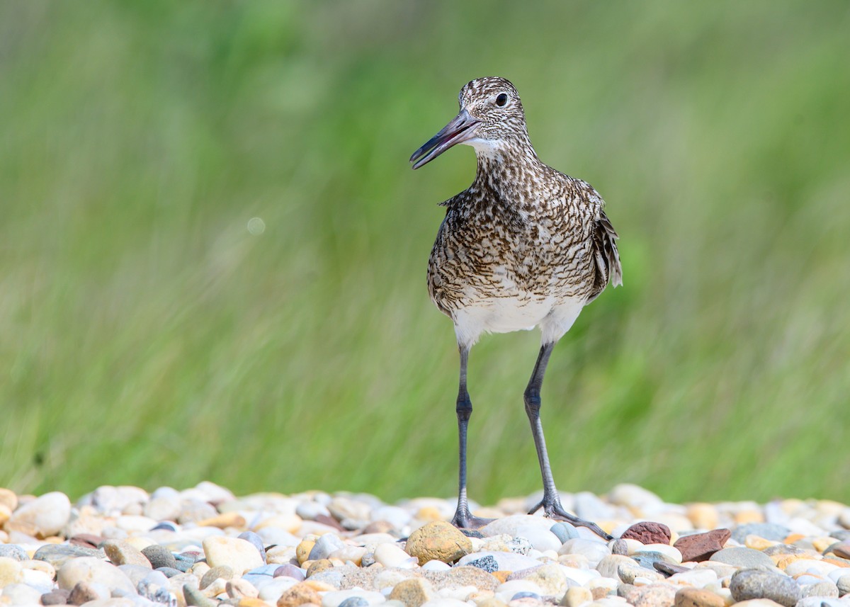 Willet - Dennis Elder