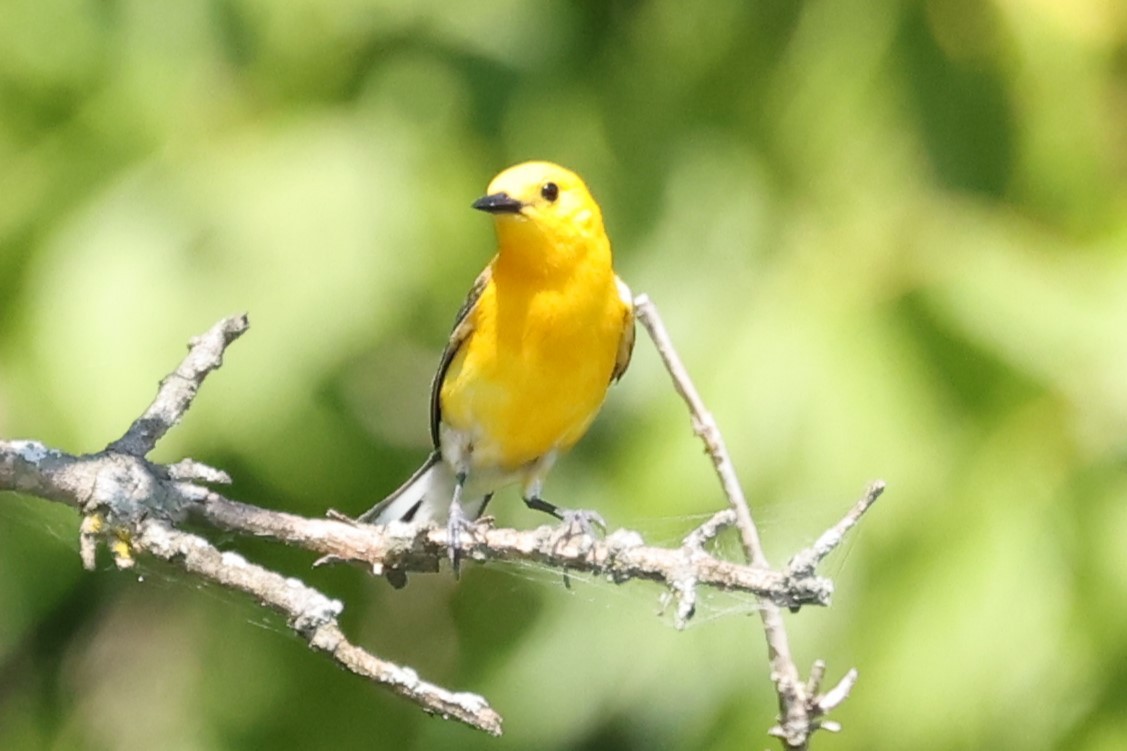 Prothonotary Warbler - Connie yarbrough