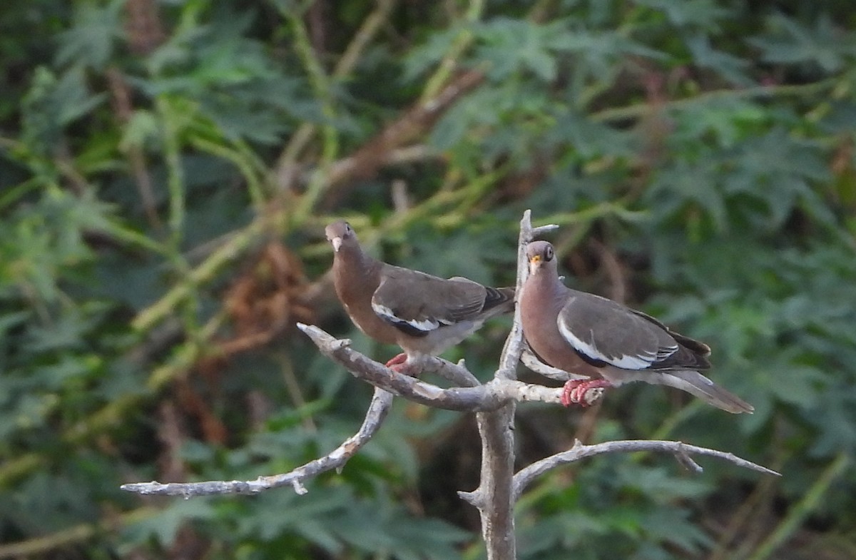 Bare-eyed Pigeon - ML620418060