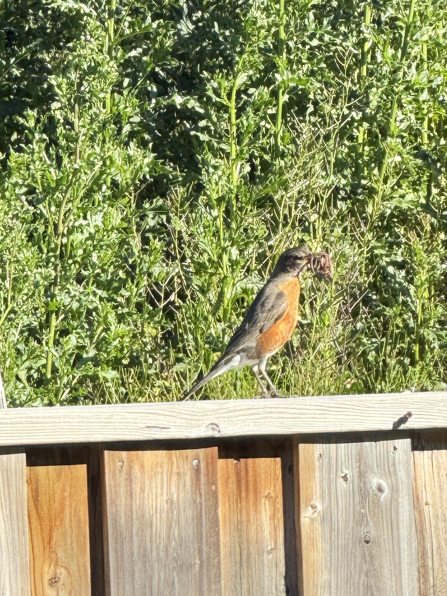 American Robin - ML620418072