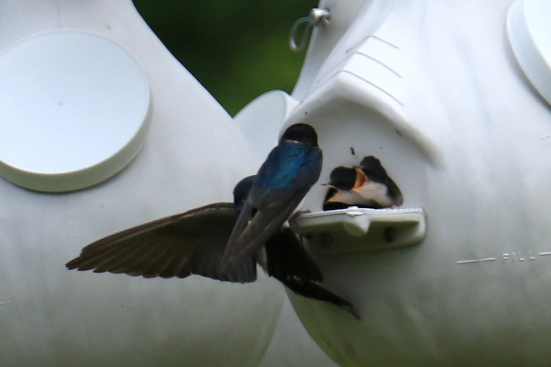 Tree Swallow - ML620418073