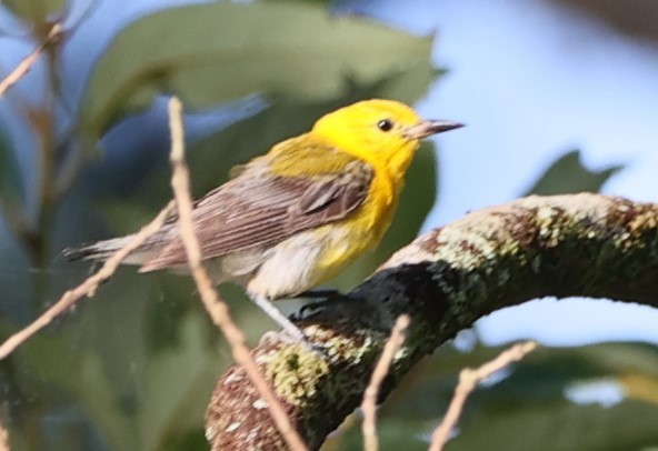 Prothonotary Warbler - ML620418091