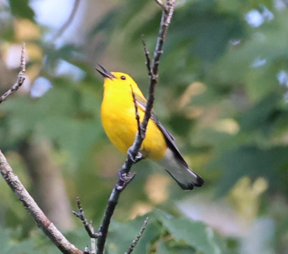 Prothonotary Warbler - ML620418092
