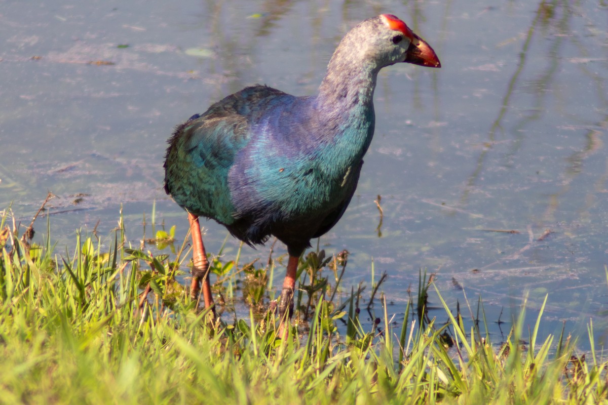 Gray-headed Swamphen - ML620418101