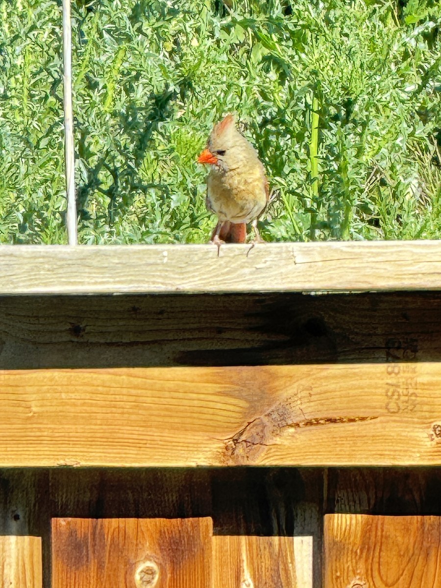 Northern Cardinal - ML620418104