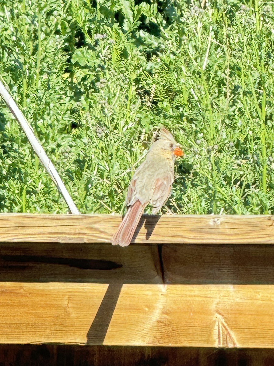 Northern Cardinal - ML620418105